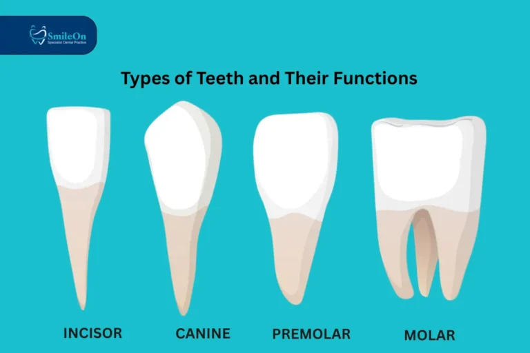 types of teeth and function