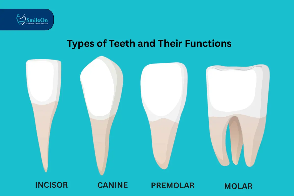types of teeth and function